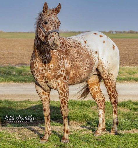 Sorrel Peacock Leopard Appaloosa, Peacock Appaloosa Horse, Peacock Appaloosa, Dapple Horse, Rare Horse Breeds, Leopard Appaloosa, Rare Horses, Rasy Koni, Palomino Horse