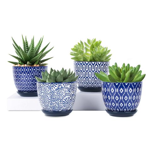 PRICES MAY VARY. 【NOTE: PLANTS NOT INCLUDED】 【SUCCULENT PLANTER WITH DRAINAGE HOLE】The set of 4 small plant pots is 4.6'(W)*3.7'(H) (Include saucer) that are suitable for small and medium sized plants such as succulents, cactus, snake plant, orchids, herb, or other flowers and green plants. The single drainage hole design in the flower pot allows execs water to drain away in time, which make your plants breath more freely. 【COME WITH REMOVABLE TRAY & MESH PADS】Each planter comes with a saucer an Cactus Home Decor, Pots For Indoor Plants, Succulent Planters, Ceramic Succulent, Succulents Cactus, Ceramic Plant Pots, Small Potted Plants, Plant Health, Snake Plant