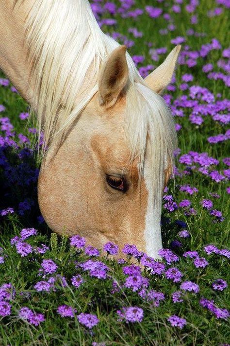 Horse & Purple Flowers White Horse, A Horse, Purple Flowers, Purple, Flowers, White