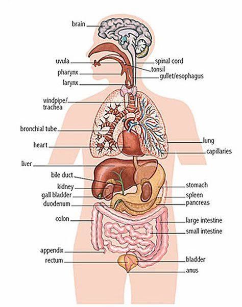 Human Organ Diagram, Human Body Organs Anatomy, Body Organs Diagram, Body Anatomy Organs, Human Anatomy Picture, Human Anatomy Female, Human Body Diagram, Anatomy Organs, Human Body Organs