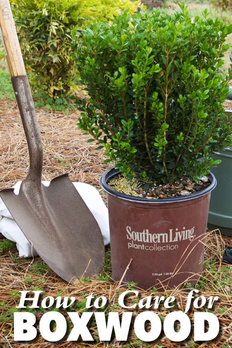 Boxwood Landscaping, Boxwood Tree, Box Wood Shrub, Boxwood Plant, Boxwood Garden, Southern Living Plants, Plant Benefits, Garden Shrubs, Garden Care