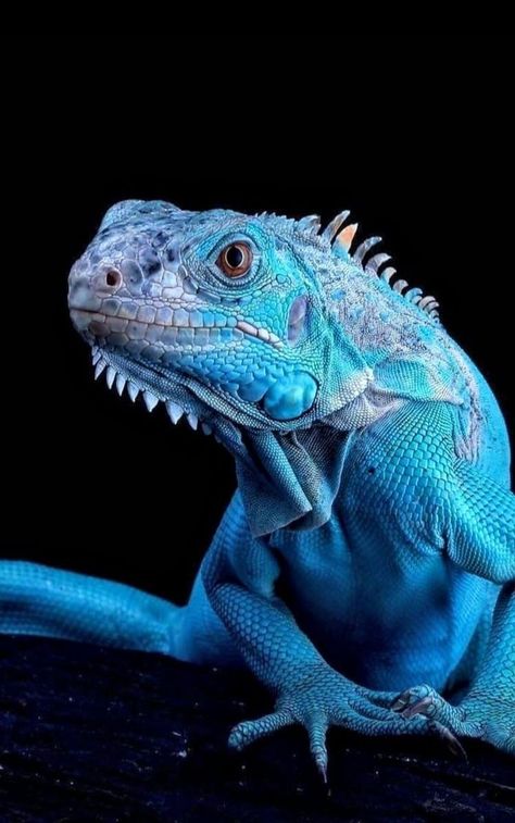 Bass Fishing Shirts, Bearded Dragon Cute, Reptile Room, Wild Animals Photos, Animal Skeletons, Blue Lizard, Jungle Art, Cute Reptiles, Reptiles Pet