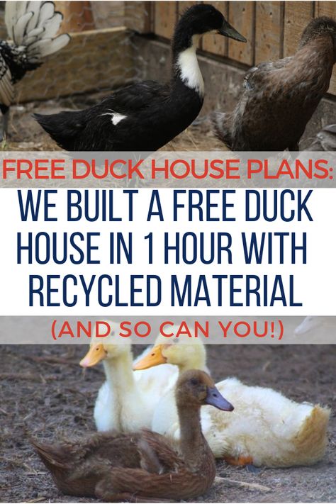 Build a frame chicken tractors and a duck shelter for winter with these plans! Indoor duck cage idea too! Duck Cage Diy, Duck Shelter For Winter, Duck House Ideas Diy, How To Build A Duck House, Indoor Duck Pen, Goose Shelter Ideas, Duck Coop Winter, Duck Cage Ideas, Easy Duck House