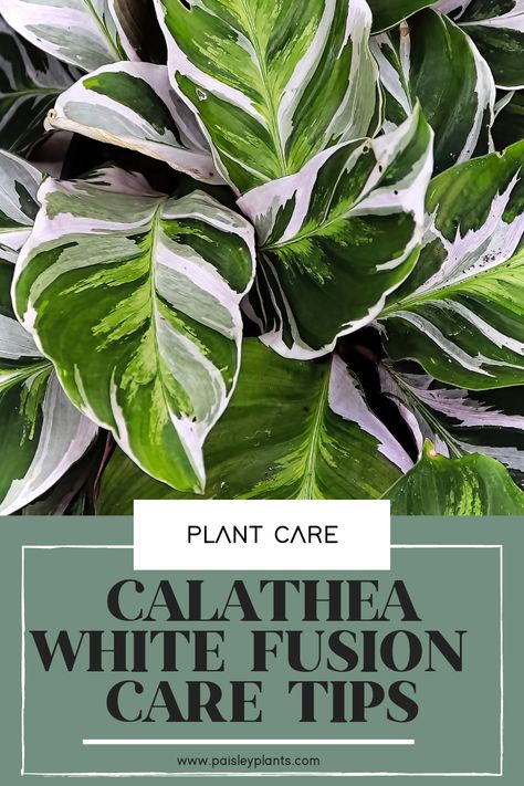 Calathea White Fusion Care, White Indoor Plants, White Fusion Calathea, Rare Plants Houseplant, Calathea Stella, Calathea Plant Care, Calathea White Fusion, Pinterest Plant, Calathea Orbifolia