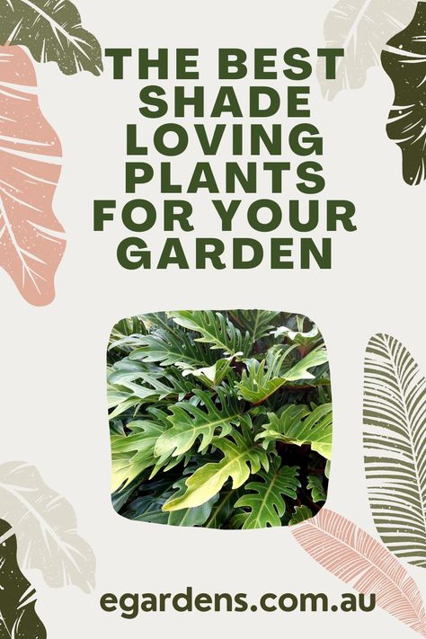 Best shade plants for Australian gardens Shade Friendly Plants, Shade Plants Australia, Shadow Plants Outdoor, Tropical Shade Garden, Simple Front Garden Ideas Australian, Best Shade Plants, Garden Ideas Australia, Part Shade Plants, Shade Loving Plants