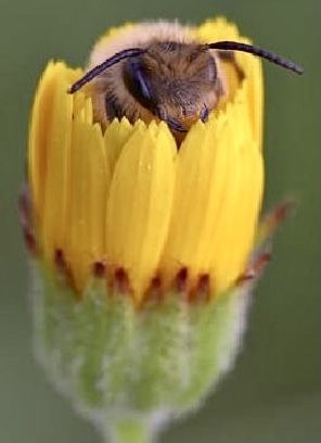 Cute Bee Pictures, Bee Close Up, Bee Reference, Foto Macro, Bee Photography, I Love Bees, Bee Photo, Bumble Bees, Beautiful Bugs