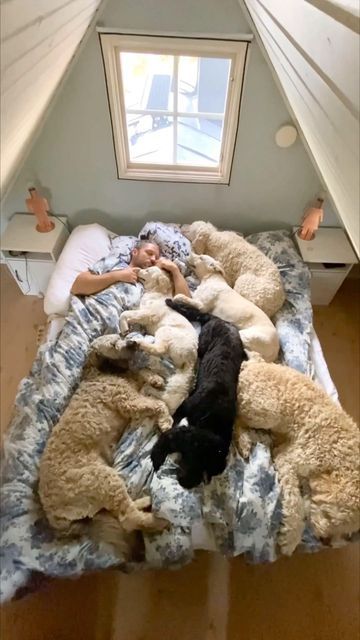 Fabulous Doodles (Oona Roswald) on Instagram: "We’re gonna need a bigger bed… . . . . . ❤️ Let’s hope Santa 🎅🏼 brings us a new bad that can fit both of us and all the doodles (and Lucy…. and the cats… 😂). It’s getting very snug and this is less than half of of our fluffy family 🛏️ . . . . . . . . . #puppy #dogs #doglove #puppies #love #cuddles #cutedogs #goldendoodle #labradoodle #goldenretriever #throwbackthursday #santa #throwback #dogsofinstagram #lovedogs #dog #tbt #goldendoodlepuppy #goldenretrieverpuppy #sleep #bed #dogdad #instagood #explore #bff #family #puppylove #dad #lovedogs #weekend #happy" Dog Sleeping In Bed, Sharing Bed, Sleep Bed, Good Morning Love Gif, Dog Cuddles, Big Beds, Love Doodles, Animal Doodles, Goldendoodle Puppy