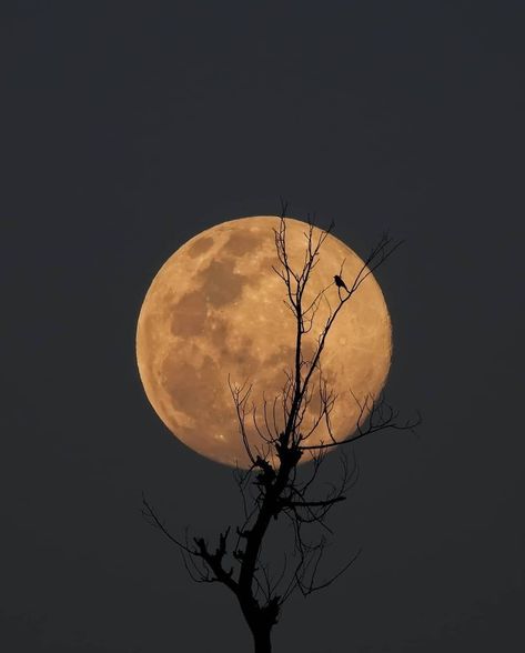 Moonlit Landscape, 2022 Instagram, Grid Wallpaper, Moonlight Photography, Art Of Letting Go, Dark Black Wallpaper, Yellow Moon, Love Moon, The Moon Is Beautiful