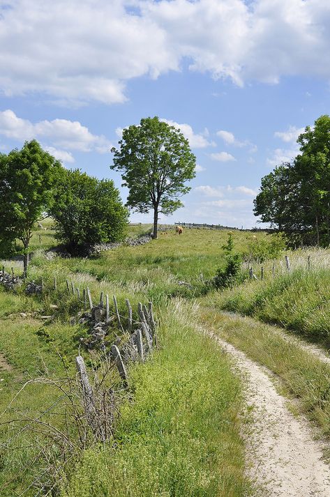 Country Roads Paintings, France Aesthetic Countryside, Aesthetic Countryside, Road Photos, Summer Countryside, Country Nature, France Aesthetic, Country Lane, Country Landscape