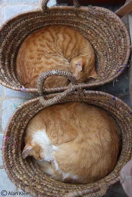 Cat In Basket, Chat Kawaii, Two Cats, Orange Cats, Cat Box, Cat Boarding, Cat Sleeping, Ginger Cats, Sweet Animals