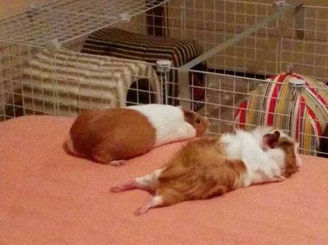 Guinea Pigs Funny, Baby Guinea Pigs, Pig Pictures, Pet Guinea Pigs, Guinea Pig Care, Cute Guinea Pigs, Guinea Pig Cage, Introverted, Cute Animal Photos