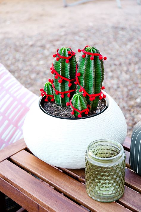 Christmas Cactus Planter Ideas, Decorate Plants For Christmas, Decorating House Plants For Christmas, Cactus Christmas Decor, Christmas Plant Decor, Christmas Succulent Arrangements, Christmas Succulent Ideas, Plant Christmas Decor, Christmas Reference