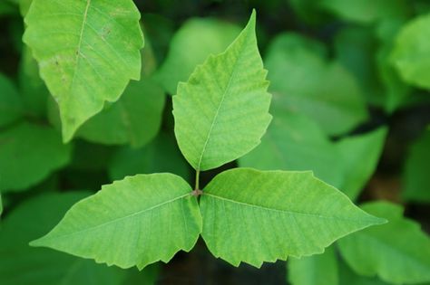 Poison Ivy...turns red in fall. Kill Poison Ivy Naturally, Kill Poison Ivy, Identify Poison Ivy, Poison Ivy Pictures, Poison Ivy Plants, Poison Ivy Remedies, Poison Ivy Rash, Poison Oak, Ivy Plants