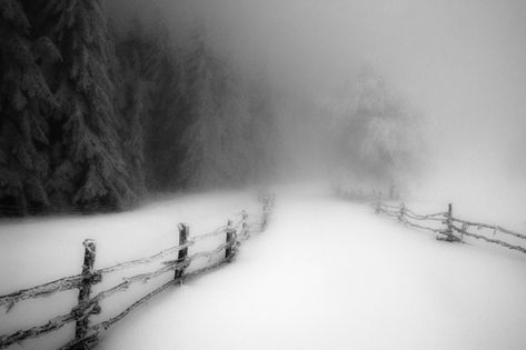 Startpagina / Twitter Snow Fence, Nature Winter, Snow Forest, Fall Photography, Snow Fall, Snow Covered Trees, Forest Background, Mountain Wallpaper, Winter Morning