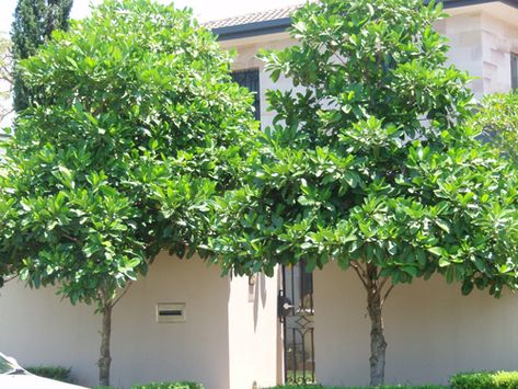 Gardenia Trees, Feature Tree, Small Canopy, Street Appeal, Trees For Front Yard, Rainforest Plants, Street Trees, Front Yard Design, Australian Garden