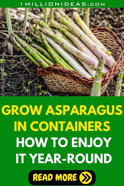 Harvesting Asparagus, Asparagus Garden, Grow Asparagus, Asparagus Seeds, Growing Asparagus, Orange And Almond Cake, Asparagus Plant, Perennial Vegetables, Food Forest