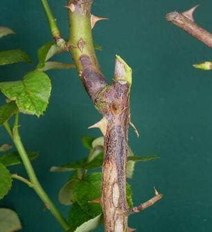 Rose Diseases, Pruning Roses, Healing Garden, Rose Care, Urban Agriculture, Soil Testing, Rose Stem, Growing Roses, Planting Roses