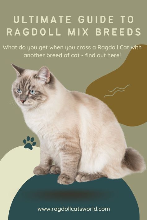 There are many different Ragdoll mix breeds, and each has its own unique personality. Some Ragdoll cat mixes may be calmer than others, but they all have a cute and cuddly side that will make you fall in love with them. Ragdoll cat mixes come in all shapes and sizes, so there is definitely one for you! Click to find out more Norwegian Forest Cat Ragdoll, Ragdoll Tabby Mix Cat, Ragamese Cats, Ragdoll Cat Breeders, Ragdoll Cat Colors, Ragdoll Cat Breed, Snowshoe Cat, Purebred Cats, Ragdoll Kitten