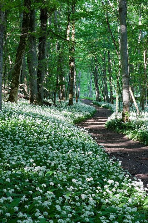 Forest Path, Woodland Garden, Walk In The Woods, Wild Nature, Green Gables, Lombok, Garden Paths, In The Woods, Amazing Nature