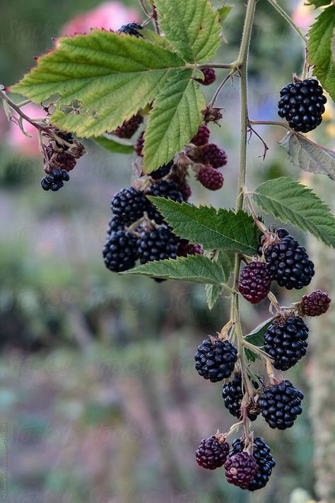 Blackberry Bramble, Blackberry Plants, Blackberry Bush, Blackberry Farms, Berry Plants, Berry Bushes, Airbrush Art, Summer Theme, Bramble