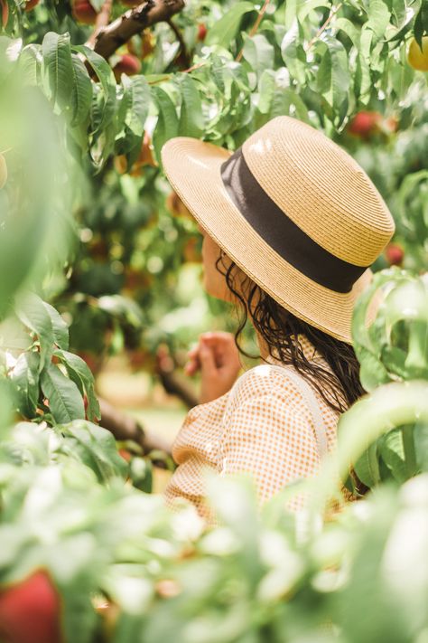 Peach Picking Photoshoot, Peach Orchard Photoshoot, Peach Picking Outfit, Peach Photoshoot, Orchard Photoshoot, Peach Picking, Peach Farm, Peach Photography, Apple Garden