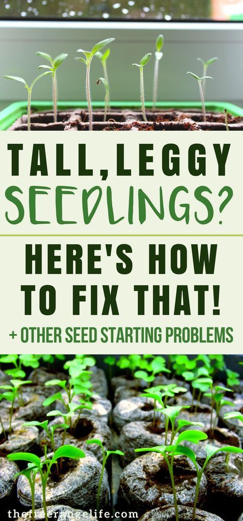 Indoor Gardening: Having trouble starting seeds for your vegetable garden? Here's how to fix 4 common seed starting problems! | Vegetable Gardening | Organic Gardening | Homesteading | Gardening Tips Indoor Vegetables, Starting Seeds, Indoor Vegetable Gardening, Organic Vegetable Garden, Gardening Hacks, Garden Types, Home Vegetable Garden, Organic Gardening Tips, Hydroponic Gardening