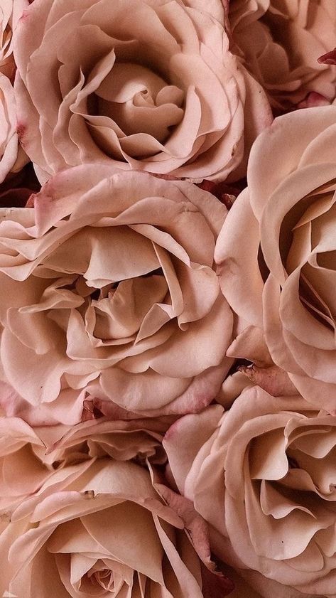 Pretty Pink, Pretty Flowers, Pink Roses, Pink Flowers, Close Up, Roses, Rose Gold, Flowers, Pink