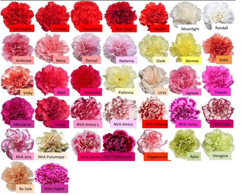 Carnation Varieties, Carnation Colors, Flower Varieties, Flower Truck, Flower Colors, Coloring Inspiration, Pink Carnations, Florist Supplies, Carnation Flower