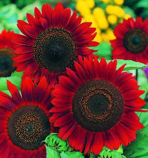 Sunflower Seeds RED SUN Helianthus Annuus Rare Annual | Etsy Red Sunflowers, Sunflower Pictures, Sunflower Garden, Annual Flowers, Heirloom Seeds, Sunflower Seeds, Planting Seeds, Garden Gifts, Flower Seeds