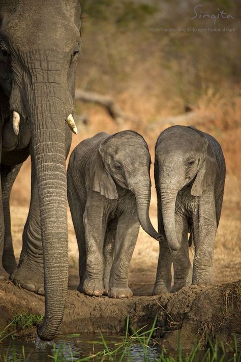 A seasoned wildlife photographer was giving guests a tour of the African landscape when he spotted something that gave even him a shock.  In the distance, two elephant calves were standing side by side with a mother elephant. The babies were the exact same size. Tattoos Elephant, Safari Classroom, Drawing Elephant, African Forest Elephant, Two Elephants, Tattoo Anime, Elephant Pictures, Elephant Walk, Elephants Photos