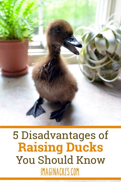 Best Ducks For Homestead, How To Raise Ducks For Eggs, Raising Ducks For Eggs, How To Care For Ducklings, Indian Runner Ducks Care, How To Care For Ducks, Duck Care For Beginners, Ducks Homestead, Duck Essentials