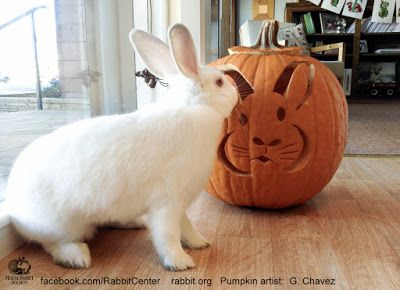 Rabbit Ramblings: Bun o' lanterns -- Bunny pumpkins for Halloween Rabbit Pumpkin Carving, Bunny Pumpkin Carving, Rabbit Pumpkin, Bunny Pumpkin, Pumkin Decoration, Rabbit Halloween, Pumpkins For Halloween, Cute Pumpkin Carving, Energizer Bunny