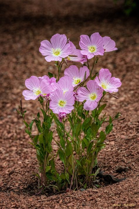 When, Where, and How to Grow Mexican Evening Primrose. Evening primrose flowers (pink ladies, sundrops, snowdrops) are showy and gorgeous but are often unappreciated because they can often be invasive when planted too closely together. Learn when, how, and where to plant them to avoid them sprouting up where they are not wanted. Primrose Plant, Evening Primrose Flower, Wallpaper Flower, Moon Garden, Cold Frame, Wildflower Garden, Pink Lady, Evening Primrose, Plant Species