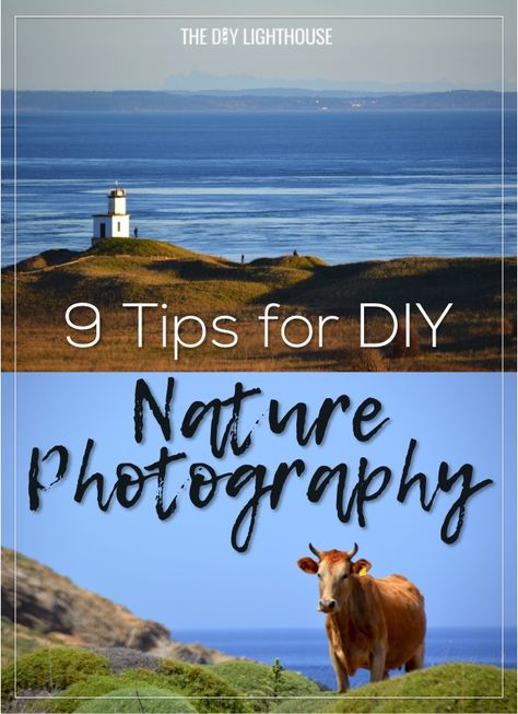 DIY Nature Photography - 9 Beginner Tips - The DIY Lighthouse Diy Lighthouse, Wildlife Photography Tips, Outdoor Photography Tips, Diy Nature, Newborn Photography Tips, Photography Inspiration Nature, Nature Photography Tips, Film Photography Tips, Travel Photography Tips