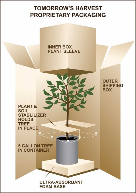 How To Pack Plants For Shipping, Packing Plants For Shipping, Plant Packaging Design, Plant Packaging Ideas, Plants Packaging, Plant Packaging, Kaktus Dan Sukulen, Packaging Template Design, Plant Crafts