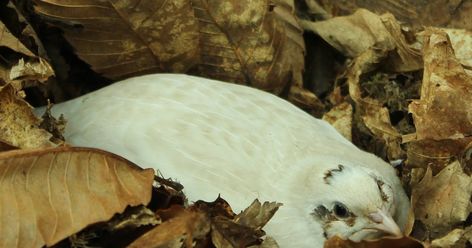 Create Safe Quail Habitat Nesting Breeding Pair Bonding Natural Quail Habitat, Quail Aviary Ideas, Jumbo Quail, Quail Habitat, Pair Bonding, Button Quail, Quail Coop, Raising Quail, Rabbit Farm