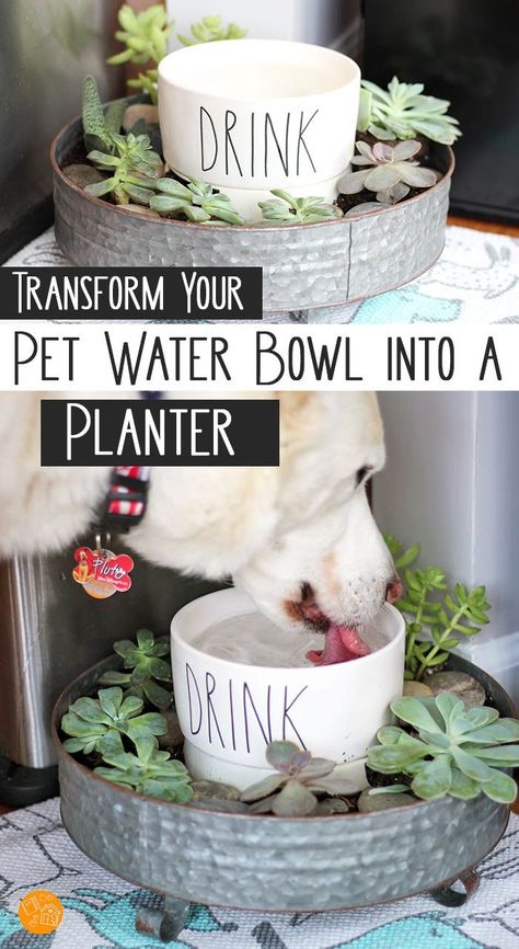 Turn your pet's water bowl into a super cute planter! This is genius - let the dog water the plants when he drinks. Uses pet friendly plants to create and succulent garden and DIY dog bowl in one. Works for cats too! Love this idea for a pet DIY project. #raedunn #pets #DIY #dogs #cats Dog Bowl Planter Diy, Garden For Dogs Ideas, Dog Water Bowl Garden, Water Bowls For Dogs, Pet Friendly Plants, Pet Diy Projects, Pet Diy, Dogs Diy Projects, Pet Water Bowl