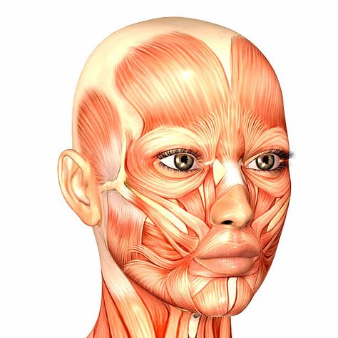 Face Muscles Anatomy, Muscle Diagram, Muscles Of The Face, Face Anatomy, Zombie Art, Muscle Anatomy, Face Exercises, Diagram Design, Face Yoga