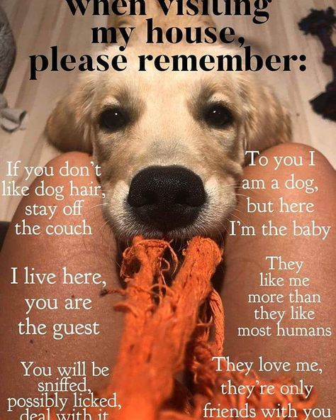 Image may contain: dog, text that says 'when my house, pleasé remember: If you don't To you I like dog hair, am a dog, stay off but here the couch I'm the baby They I live here, like me you are more than they like the guest most humans You will be They love me, sniffed, they re only possibly licked, deal vxith it friends with you' Lol House, Cats With Captions, Dog Poems, Dog Quotes Love, A Golden Retriever, Dog Rules, Retriever Dog, Animal Quotes, Dog Quotes