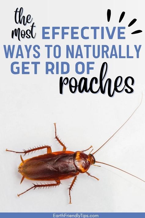 Picture of cockroach on white background with text overlay The Most Effective Ways to Naturally Get Rid of Roaches Cockroach Repellent, Get Rid Of Cockroaches, Roach Infestation, Kill Roaches, Natural Repellent, Natural Pest Control, Natural Insect Repellant, Bug Repellent, Family Pets