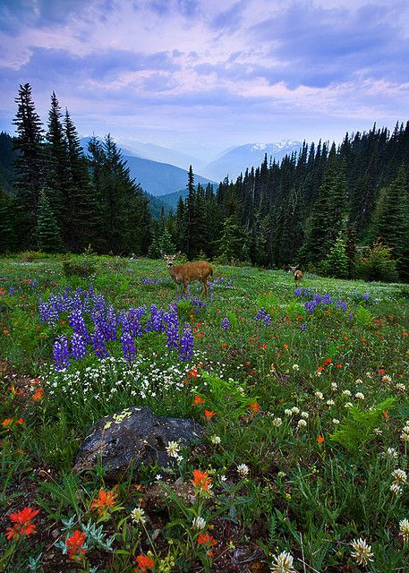 Alpine Morning, Olympic National Park, Washington Alpine Meadow, Mountain Scene, Olympic National Park, The Wilderness, Beautiful Mountains, In The Mountains, Amazing Nature, Nature Photos, Beautiful World