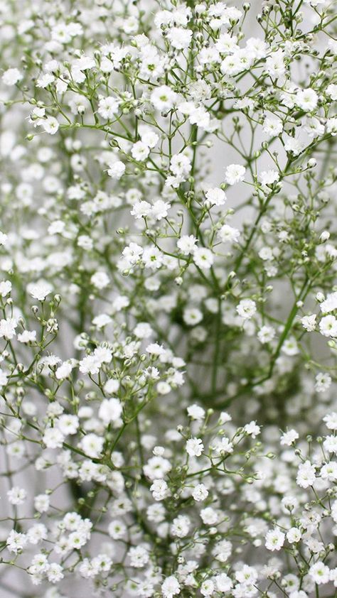 Babys Breath Aesthetic, Flower Screensaver, Lily Garden, Bloom Where Youre Planted, Best Anime Drawings, Flower Guide, Flowery Wallpaper, Iphone Wallpaper Photos, Flower Names