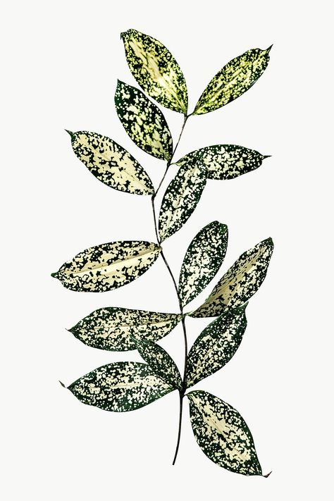 Branch Decoration, Dot Leaf, Plant Png, Design Pattern Art, Floral Foliage, Element Design, Flower Bunch, Leaves Design, Leaf Flower