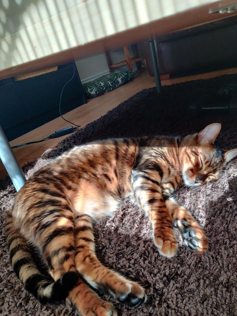 My orange toyger sunbathing Tiger Striped Cat, Toyger Cat, Ginger Kitten, Cat Dark, Striped Cat, Bengal Tiger, Aesthetic Things, Ginger Cats, Tiger Stripes