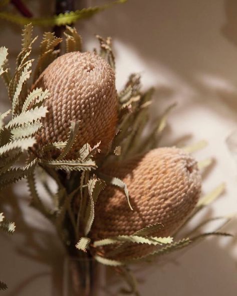 Banksias in blush Dried Banksia, Dried Protea, Native Bouquet, Banksia Flower, Studio Jewelry, Australian Flora, Dried Bouquet, Blush Tones, Bouquet Ideas