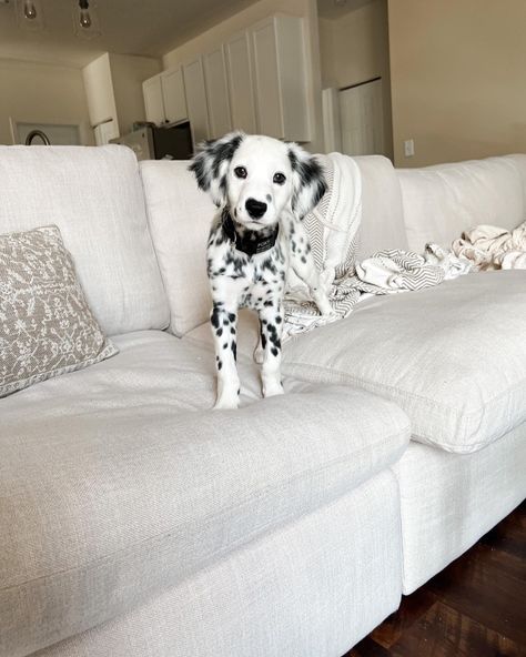 dalmatian puppy on a couch. ashley furniture. tanavi couch. Dalmatian Golden Retriever, Dalmation Puppy Aesthetic, Long Hair Dalmatian Puppy, Long Coat Dalmatian Puppy, Fluffy Dalmatian Puppy, Long Haired Dalmatian Puppy, Dalmatian Puppy Aesthetic, Mini Dalmatian, Dalmatian Aesthetic