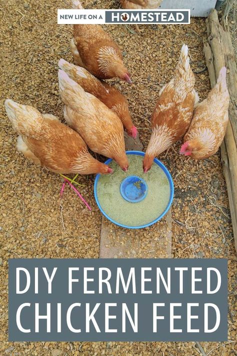 Fermented Chicken Feed, Chicken Feed Diy, Fermenting Chicken Feed, Organic Chicken Feed, Egg Laying Chickens, Chicken Tractors, Backyard Chicken Farming, Raising Backyard Chickens, Chicken Garden