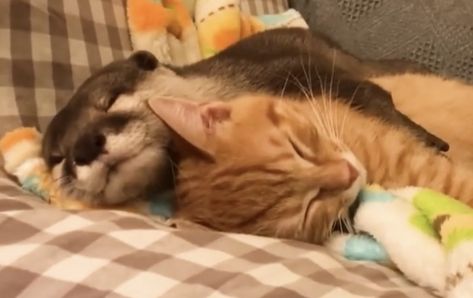 Otter And Cat, Otter Pfp, Baby Otters, Sea Otter, Majestic Animals, Animal Stories, Orange Cat, Silly Cats, Unconditional Love