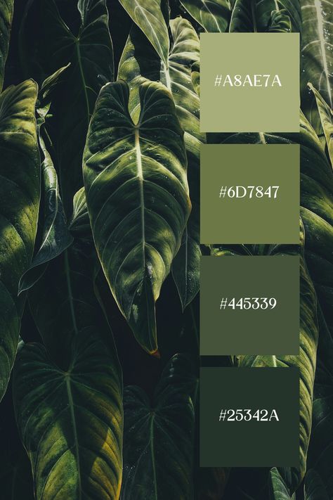 The Dark Green Color in this image captures a close-up of large, glossy tropical leaves. The dark and light greens blend together with natural gradients, highlighting the texture and details of the foliage. The rich greens evoke a sense of lush, tropical beauty. Green Black Gold Color Pallet, Rich Color Pallete, Masculine Green Color Palette, Emerald Branding Color Palette, Tropical Forest Color Palette, Dark Green Combination, Jungle Color Palette, Dark Green Color Palette, Green Swatches