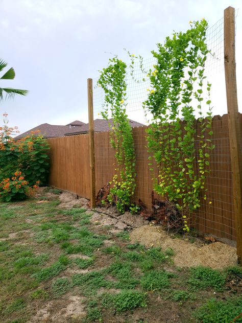 Diy Fence Trellis Ideas, Trellis Against Fence, Tall Privacy Fence Ideas Backyards, Privacy Trellis Along Fence, Privacy Vines, Diy Privacy Trellis, Privacy Landscaping Between Houses, Tall Privacy Fence, Trellis Ideas For Privacy